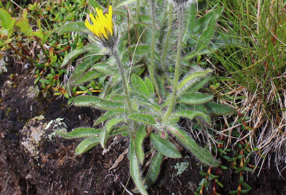 Hieracium ?? da determinare